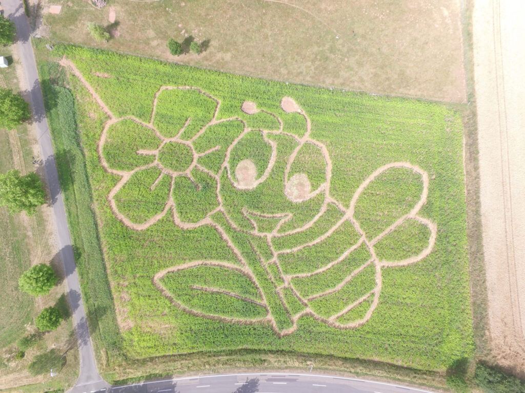 Lanzenschulung Asiatischer Hornisse - Imkerverband